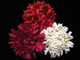 Floreti Chrysanthemum Silk Flower Accessories